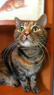 Хочу домой! 