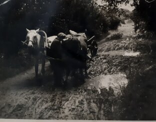 Разбирая старые фотографии...