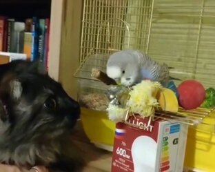 Волнистик Кирюша и кошечка Василиса😸🦜