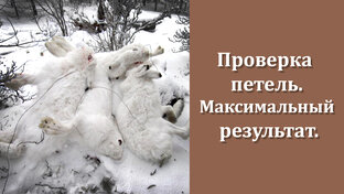 Ловим зайца