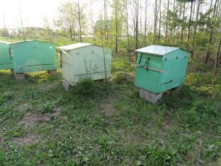 Здоровье пчёл