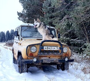 Козлик