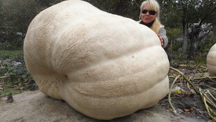 Тыквы 2018 года