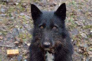 О животных, но не о козах