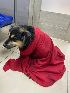 Спинальник Тузик