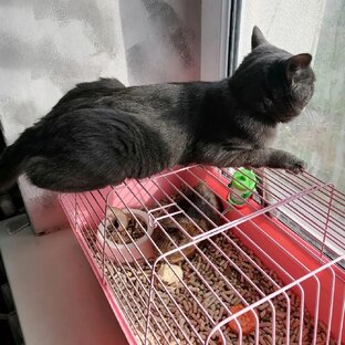 Дружба свина с котом. 