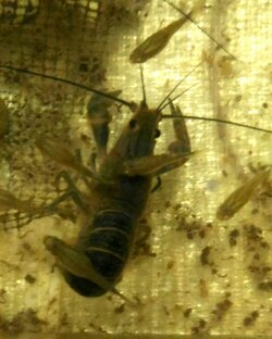 Разведение красно-клешневых раков