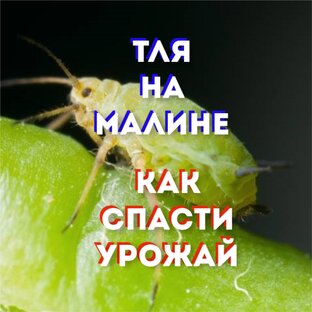 Вредители сада и огорода