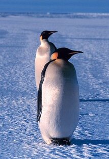 🐧Пингвины🐧