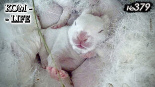 2️⃣0️⃣2️⃣3️⃣ KOM - LIFE / Серии 366 - 4...