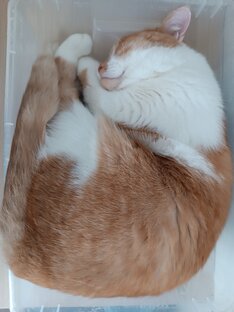 Кот в коробке