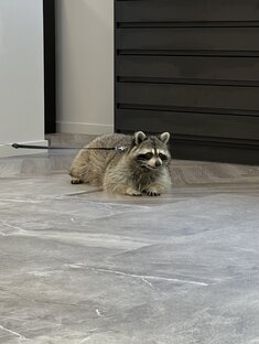 Жизнь с енотом