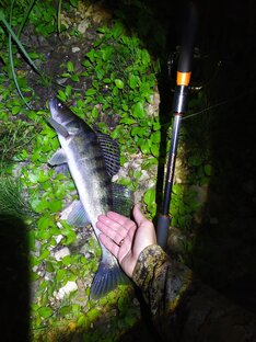 Отчеты с рыбалок