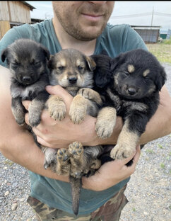 Вот таких щенят выкинули на дороге