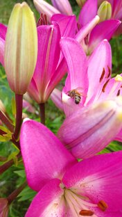 День рождение,  красота  итд .