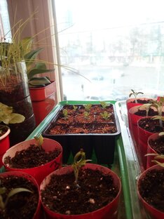 Техническое 