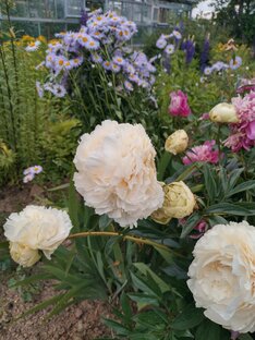 Жизнь дачника...