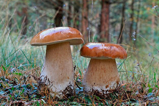 Грибы 🍄
