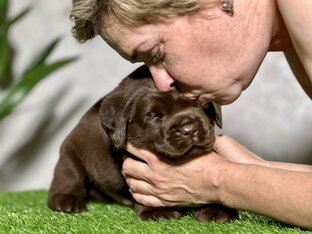 Свободные щенки лабрадора