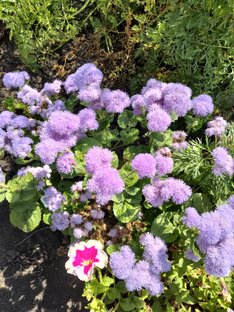 🌸🌺🌻🌹🌷🌼💐, 🌿🍃