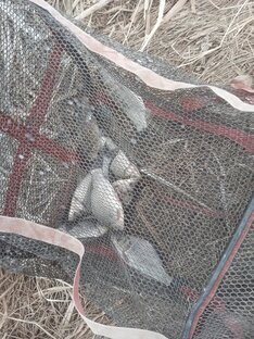 Весенняя рыбалка на карася