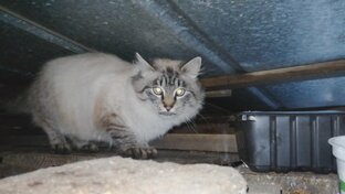 Коты на Улице: помогаем выживать