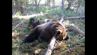 Охота на медведя