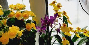 Комнатные цветы