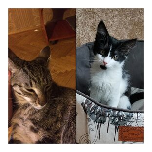 Из жизни котиков 