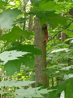 🐿Белочка идёт