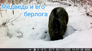 Фотоловушка в лесу