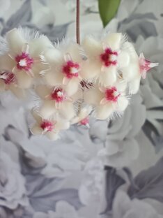 Мои хойи цветут