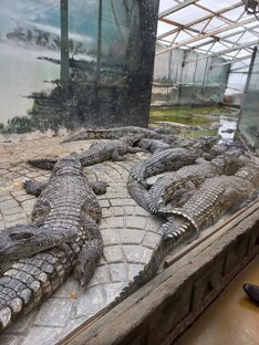 Сафари парк Краснодар 