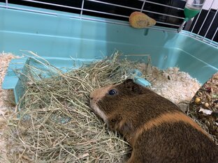 Морской свин  Морти , муравьи  и другие 