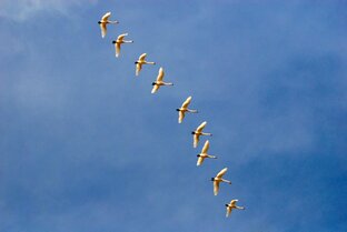 МУЗЫКАЛЬНЫЕ КЛИПЫ.