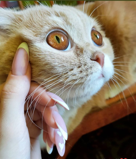 Наши кошки