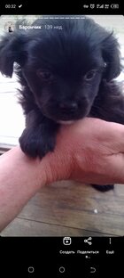О жизни моей собаки 🐶