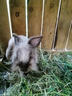 Моя крольчиха Боня. 