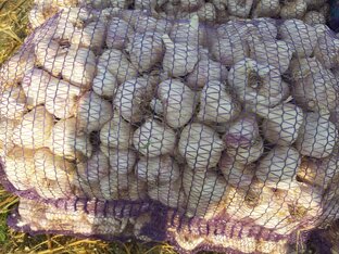 Технология выращивания чеснока!