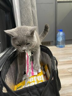 Питание для кошек 