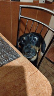 Мои смешные животные