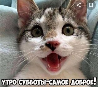 Мемы с котами