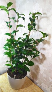 Камелия