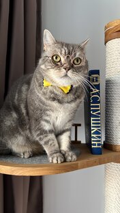 Дрессировка котиков 