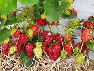 Ягодные культуры