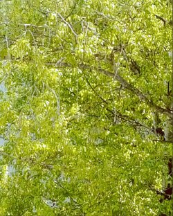 Цветотерапия