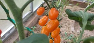 Хорошо смотреть как другие работают