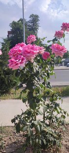 Наша прекрасная природа 🌸❄️🍁🌳