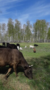 Природа,животные