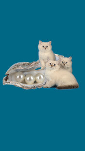 Ямайкины котята